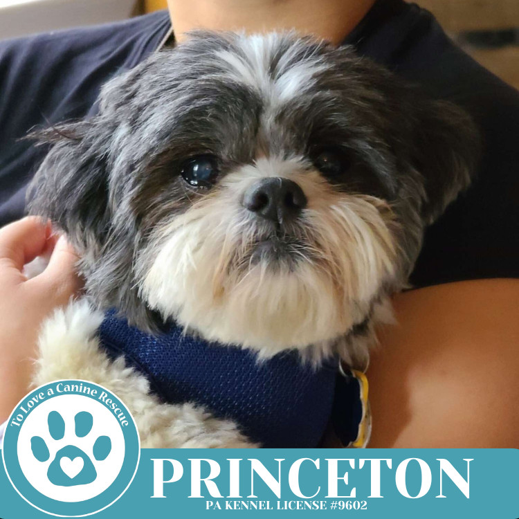 Princeton 041225