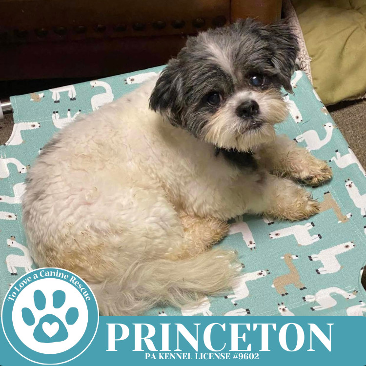 Princeton 041225