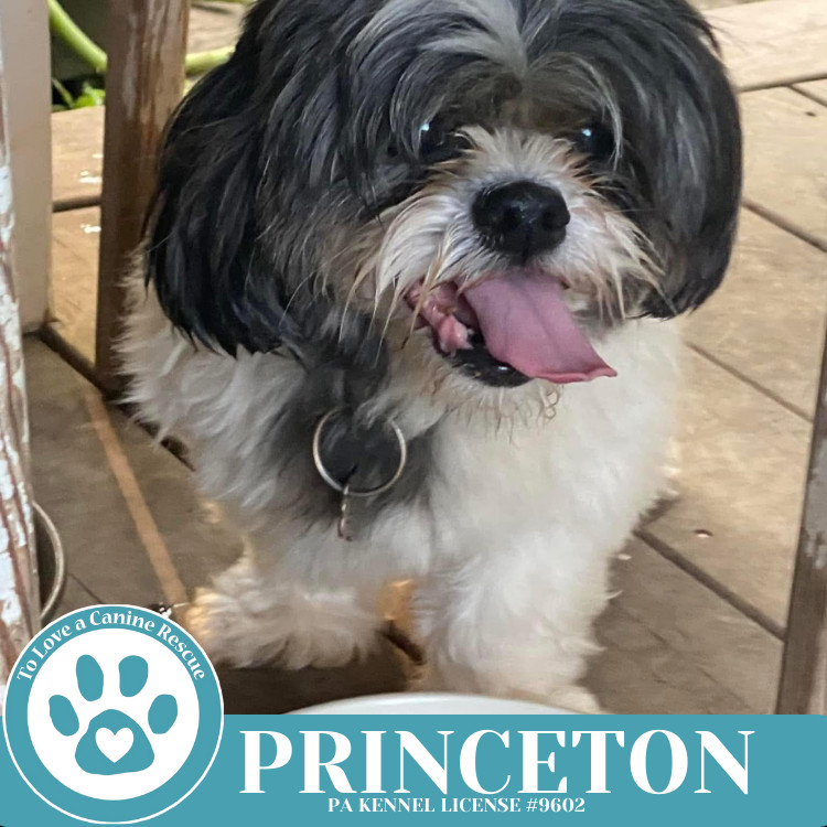 Princeton 041225