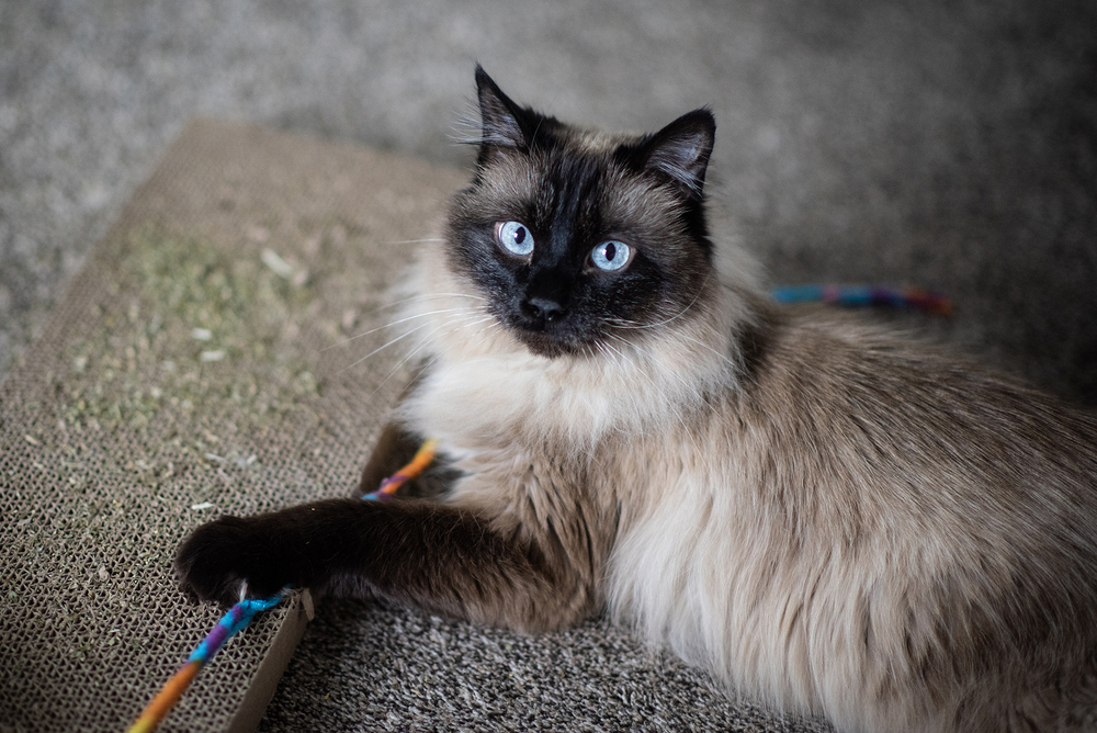 Rio, an adoptable Siamese, Domestic Long Hair in Fort collins, CO, 80526 | Photo Image 1