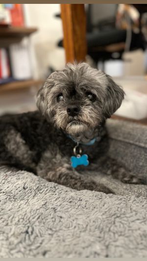 Meet Travis Your New Best Friend in a Tiny Fluffy Package Travis is a mellow affectionate Shih T