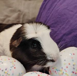 Bagel Bite, Adult Male Guinea Pig