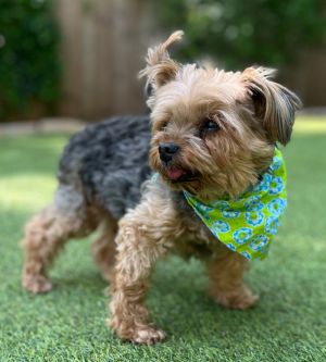 Meet Abel Abel was one of 3 senior Yorkies surrendered to RMG when their elderly parents could no l