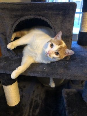 Colby, Young Male Domestic Short Hair