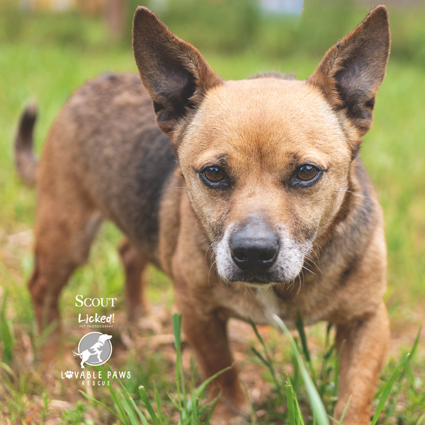 Scout, an adoptable Dachshund, Feist in Ridgeland, SC, 29936 | Photo Image 1