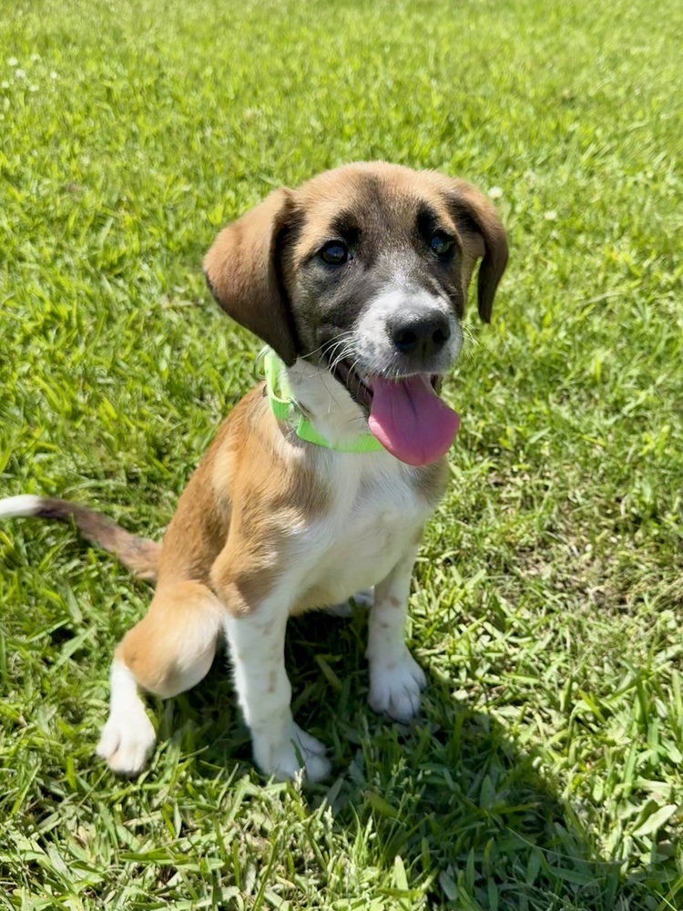 Penelope