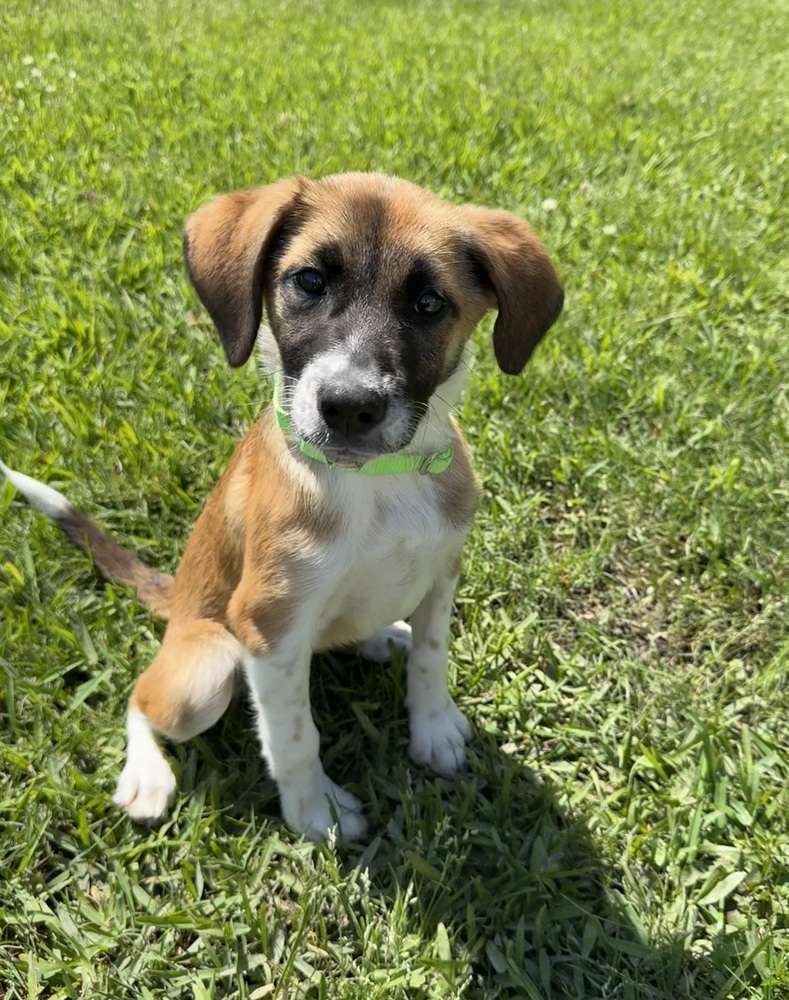 Penelope