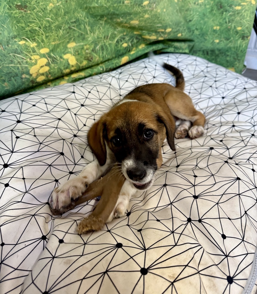 Penelope