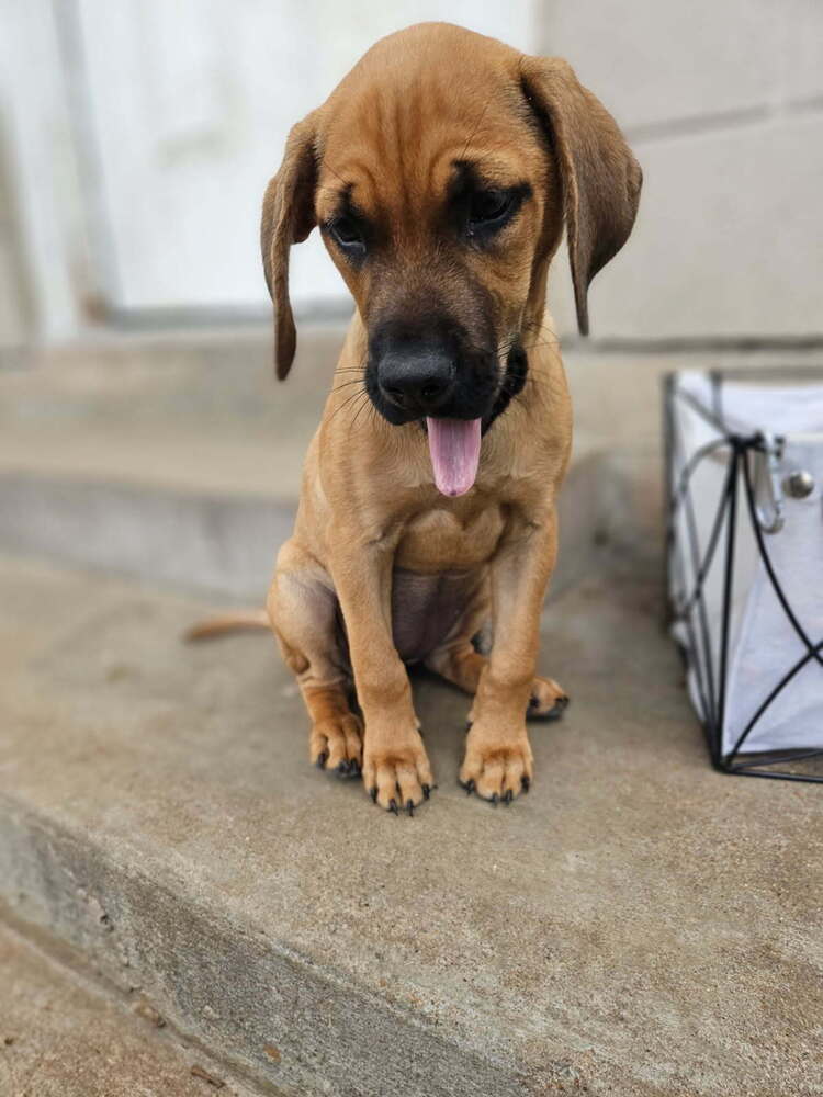Freya