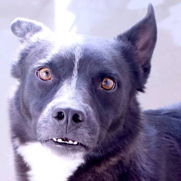 Chico