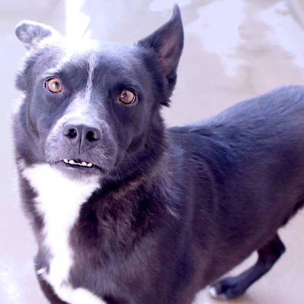 Chico