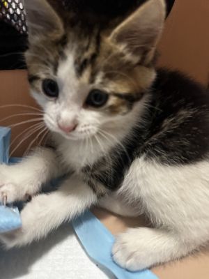 Squeak, Baby Male Domestic Short Hair
