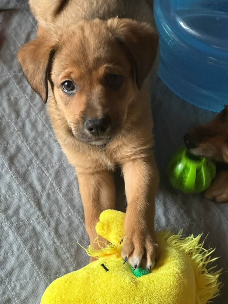 Spud