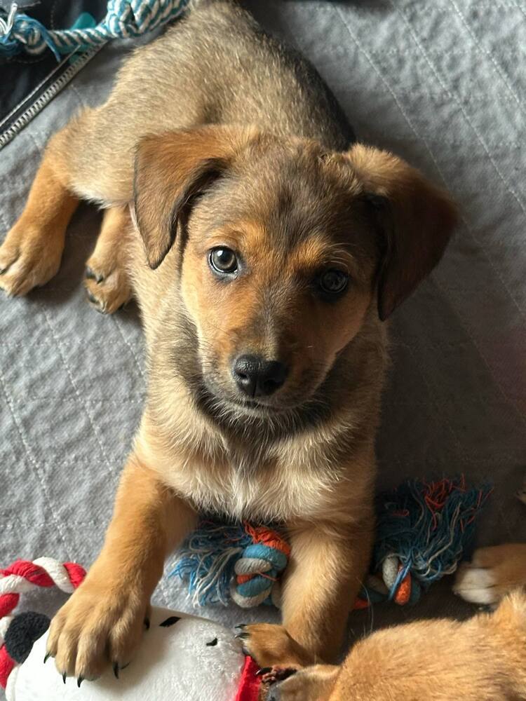 Layla (G1)