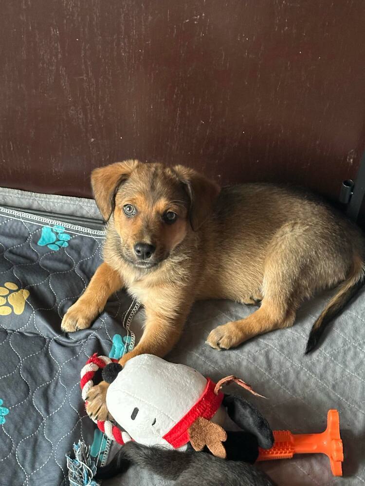 Layla (G1)
