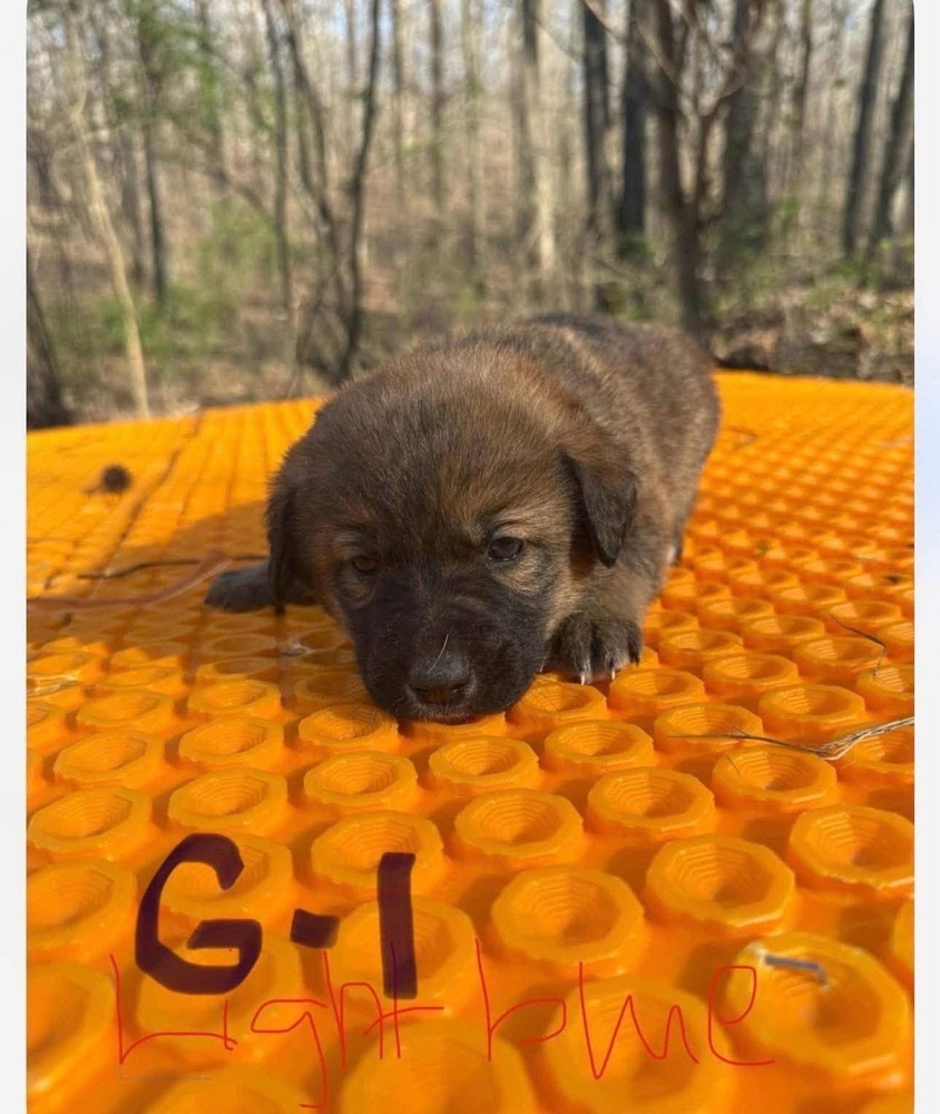 Layla (G1)