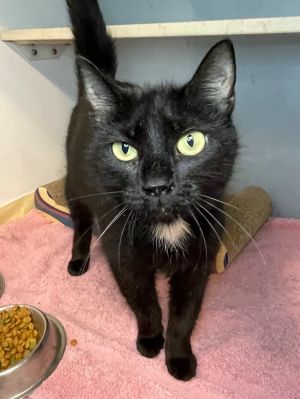 Doe, Adult Female Domestic Short Hair