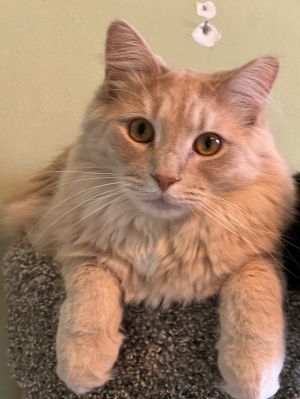 Jesse, Adult Male Domestic Medium Hair