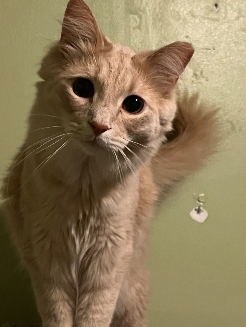 Jesse