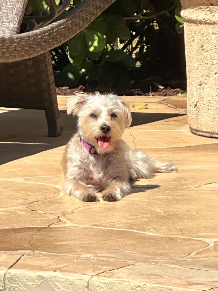 Lexi-Lu