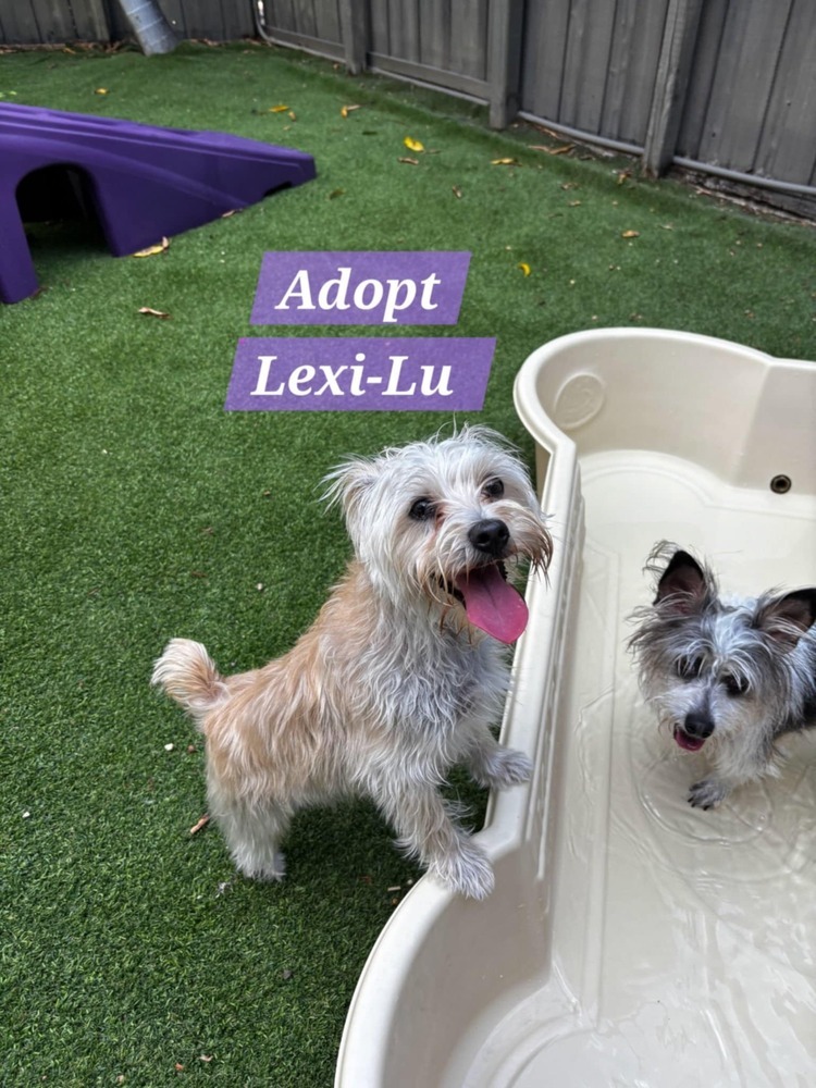 Lexi-Lu