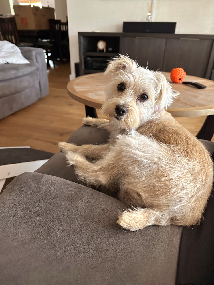 Lexi-Lu