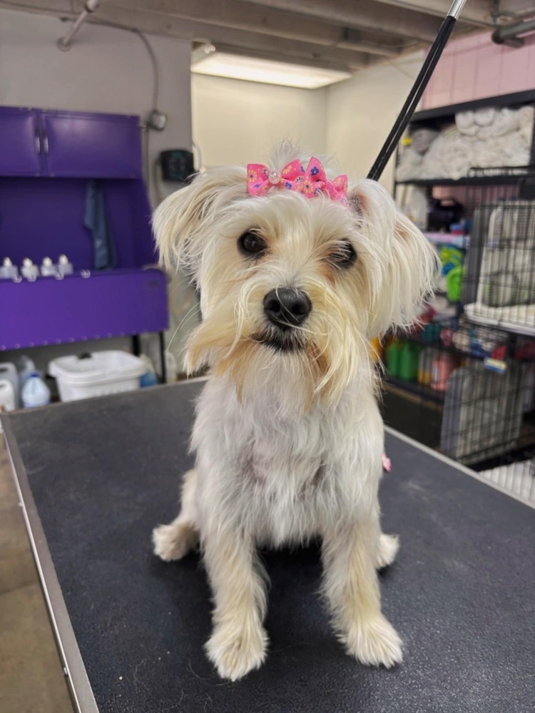 Lexi-Lu