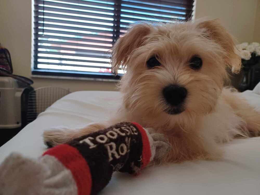 Lexi-Lu