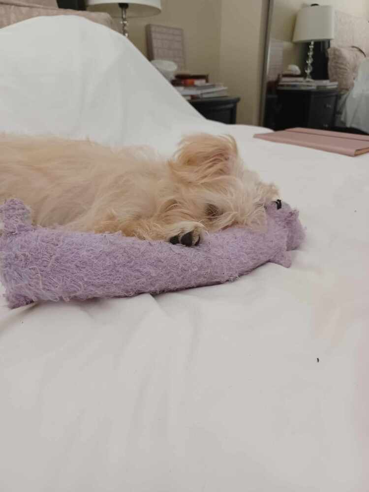Lexi-Lu