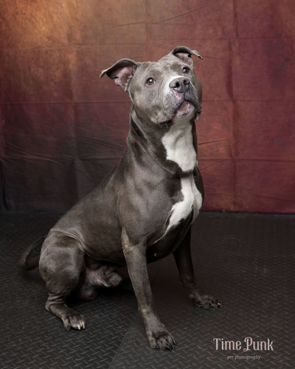 Pet Image