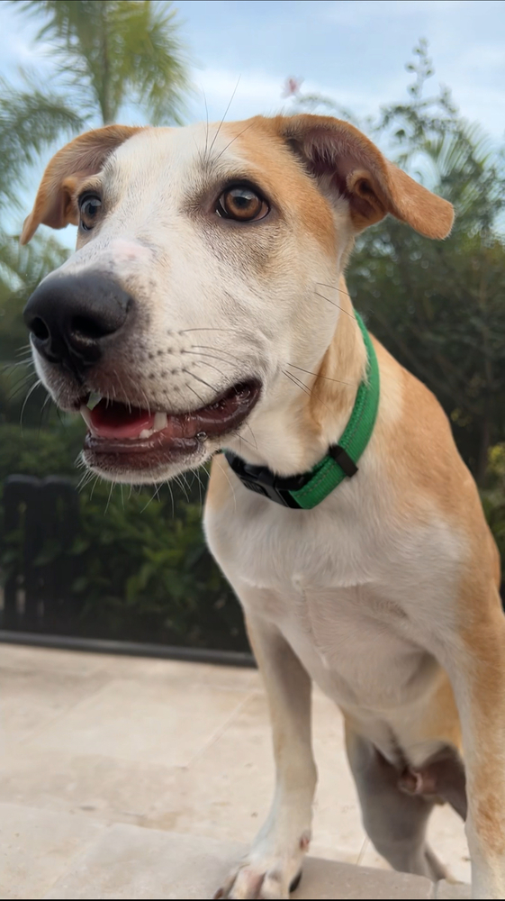 Paco