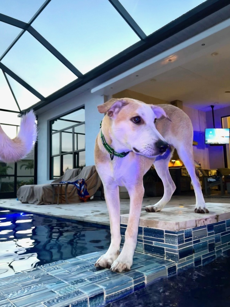Paco