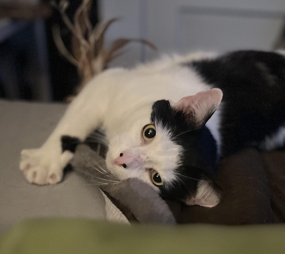 Buddy