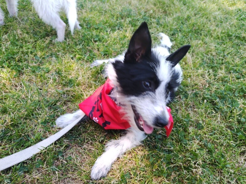 Simon (female)