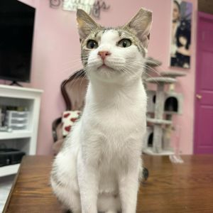 One-year-old Purcilla was part of a TNR but when her rescuer spent just a few minutes with her she 