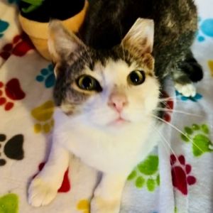 One-year-old Purcilla was part of a TNR but when her rescuer spent just a few minutes with her she 