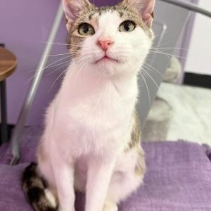 One-year-old Purcilla was part of a TNR but when her rescuer spent just a few minutes with her she 