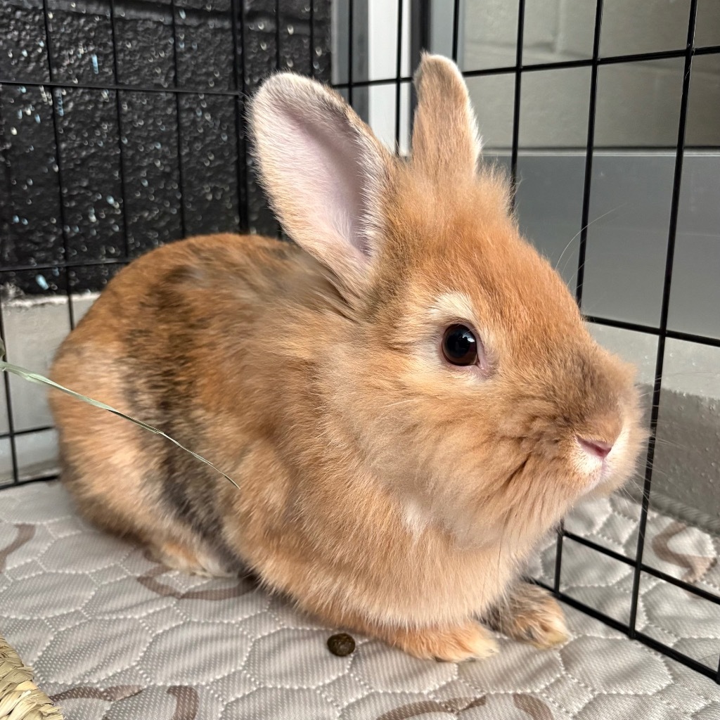 Caramel