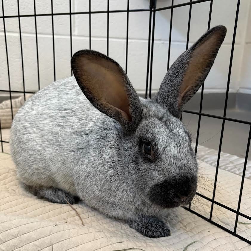 Rabbit DeNiro