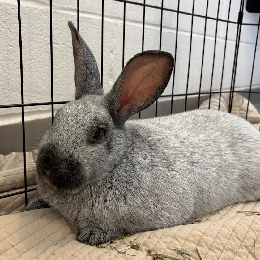David Hasselhop