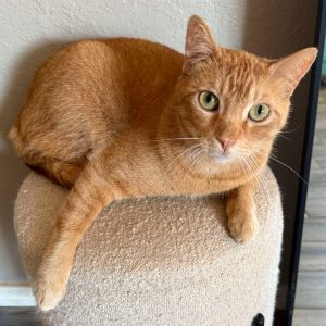 Bo (bonded with Coco), Adult Male Domestic Short Hair