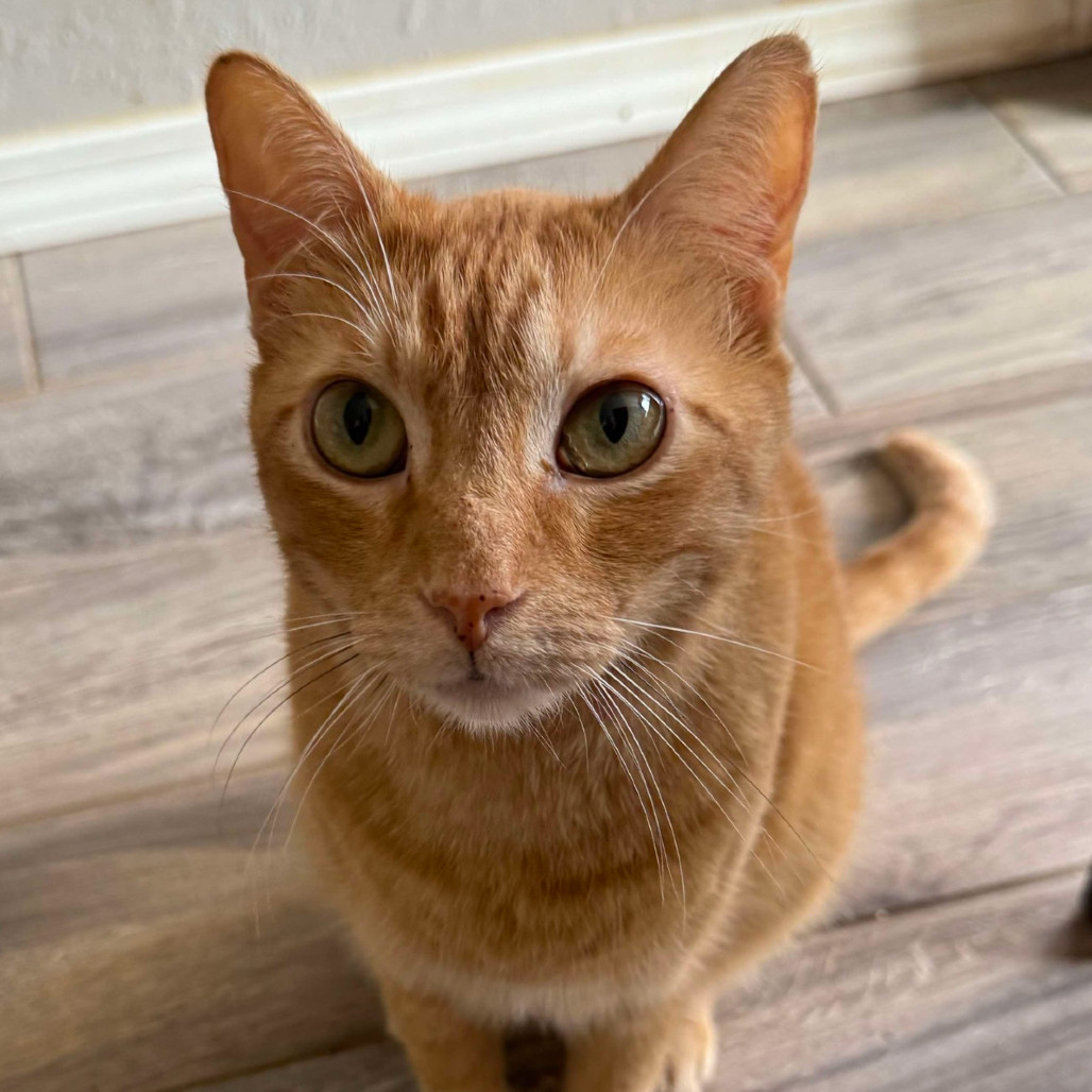 Bo