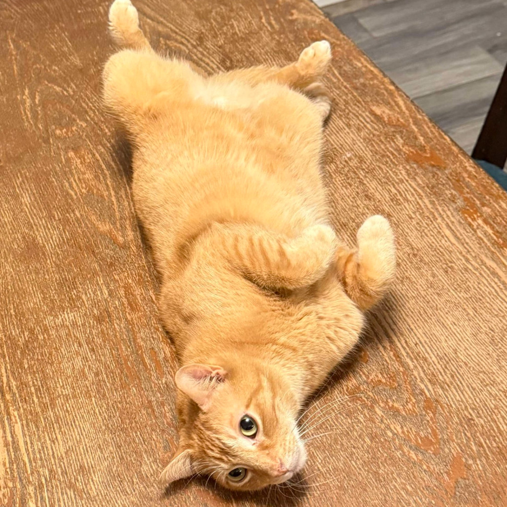 Bo