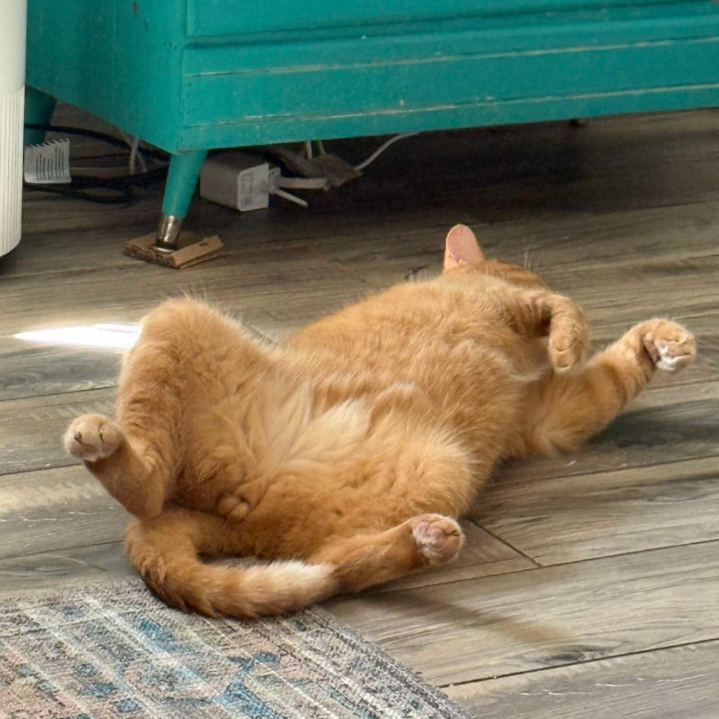 Bo