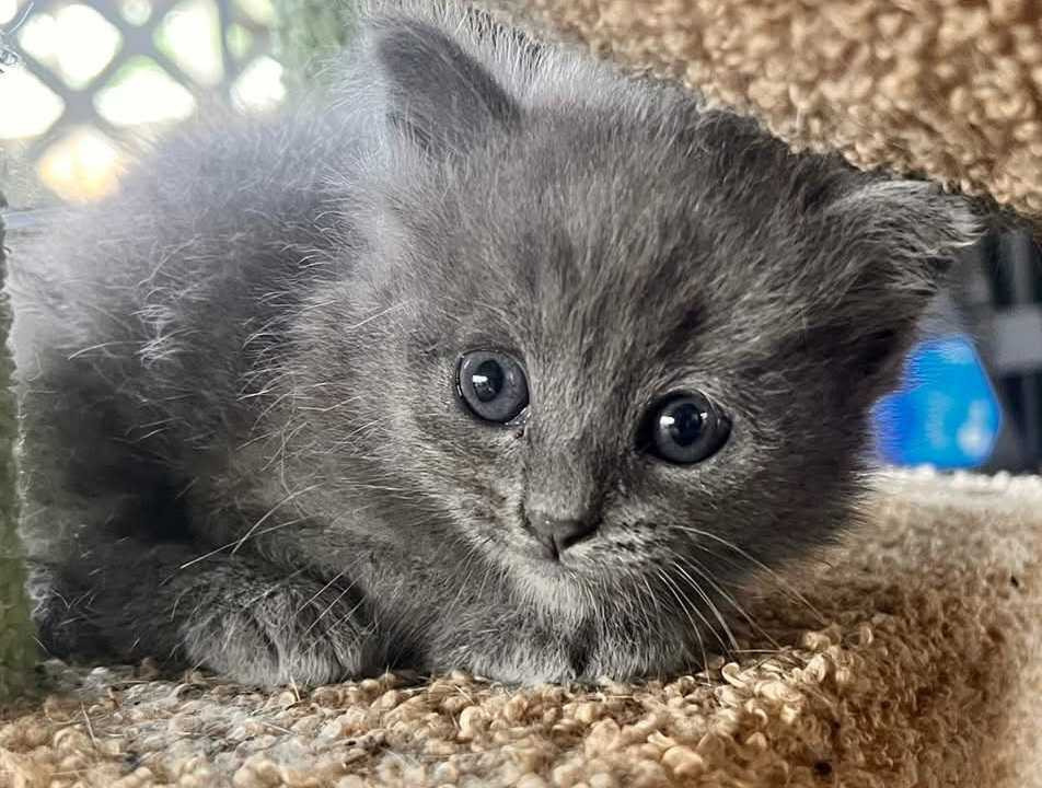 Xena