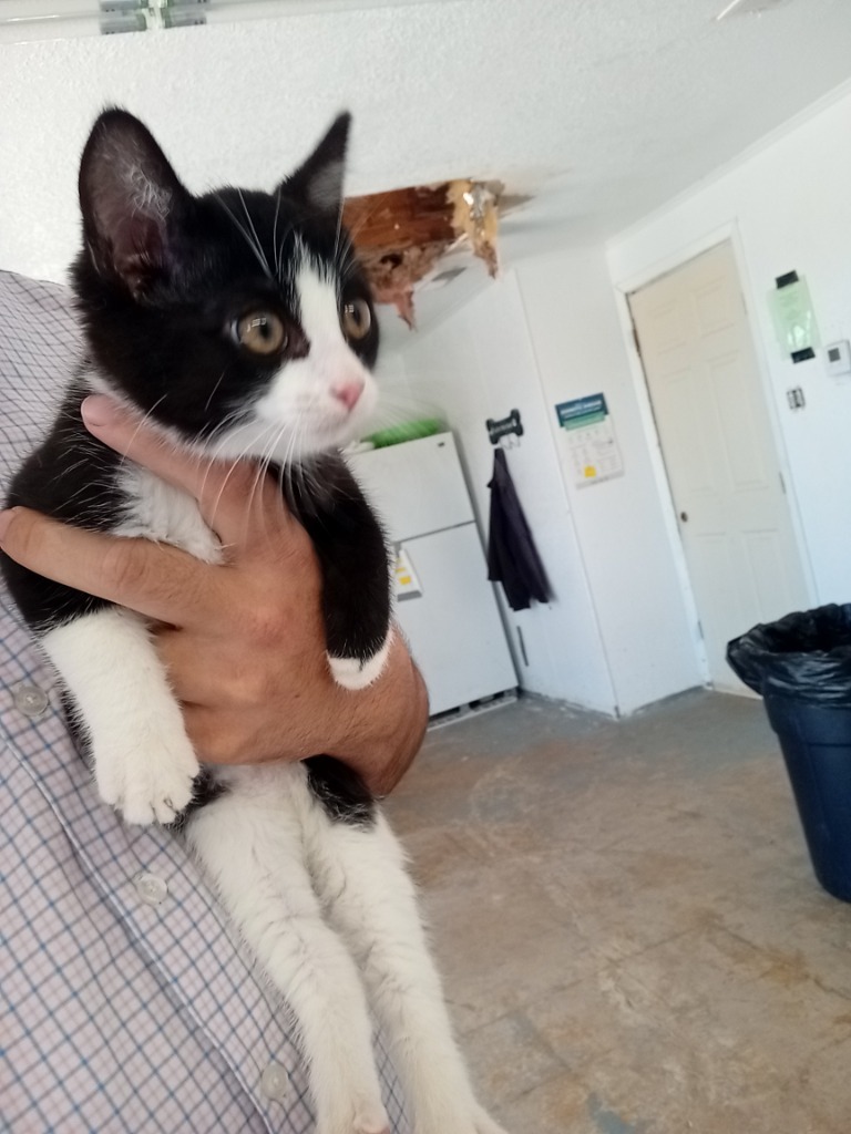 Oak, an adoptable Domestic Short Hair in Brownwood, TX, 76801 | Photo Image 1