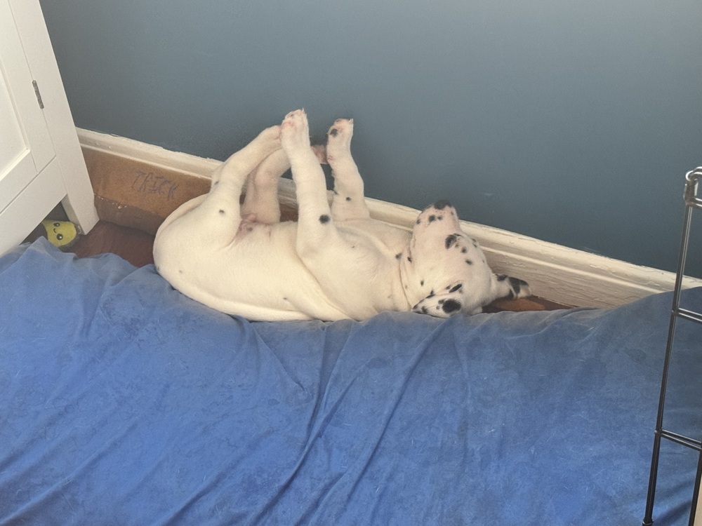 Chunk