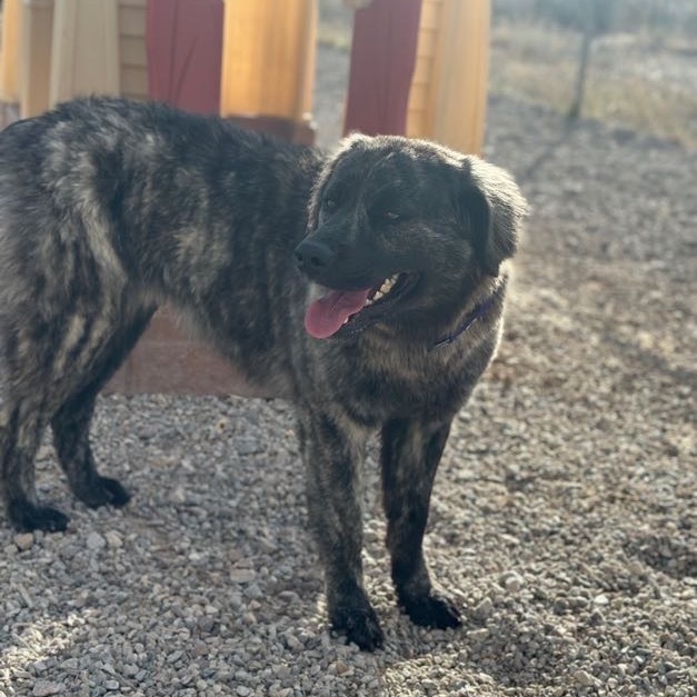 Tater Tot, an adoptable Australian Shepherd, Mastiff in Lander, WY, 82520 | Photo Image 1