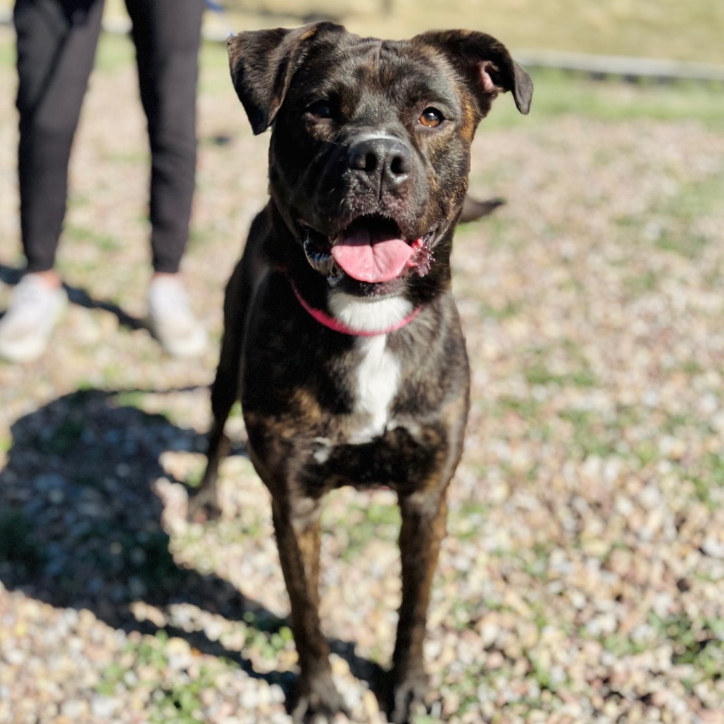 King, an adoptable Mixed Breed in Great Falls, MT, 59404 | Photo Image 1