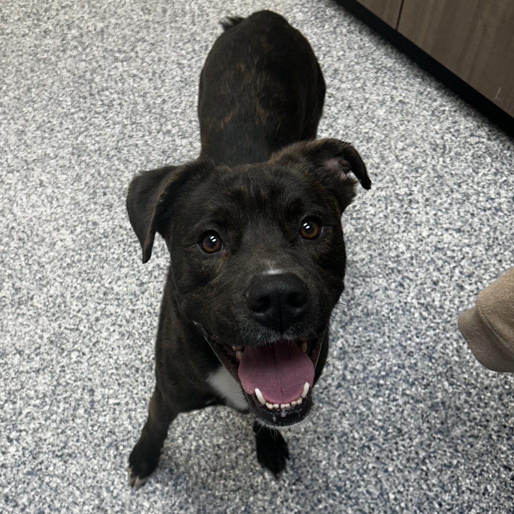 King, an adoptable Mixed Breed in Great Falls, MT, 59404 | Photo Image 2